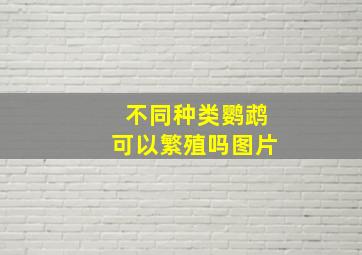 不同种类鹦鹉可以繁殖吗图片