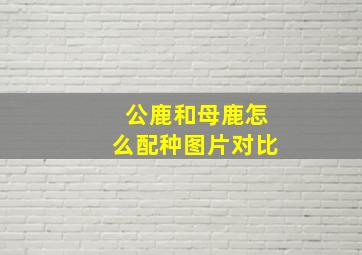 公鹿和母鹿怎么配种图片对比