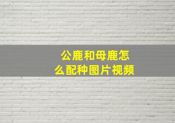 公鹿和母鹿怎么配种图片视频