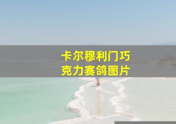 卡尔穆利门巧克力赛鸽图片