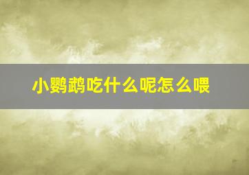 小鹦鹉吃什么呢怎么喂