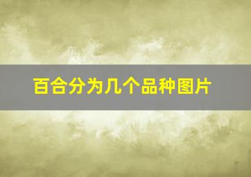 百合分为几个品种图片