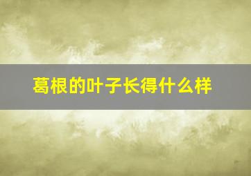 葛根的叶子长得什么样