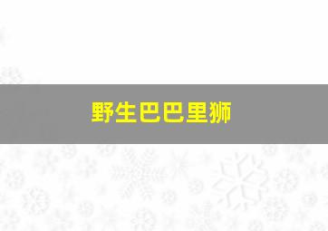 野生巴巴里狮