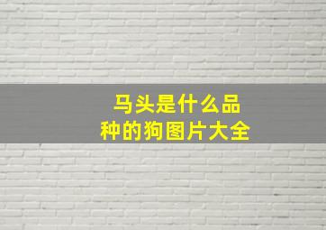 马头是什么品种的狗图片大全