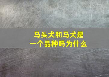 马头犬和马犬是一个品种吗为什么