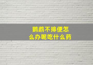 鹦鹉不排便怎么办呢吃什么药