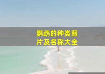 鹦鹉的种类图片及名称大全